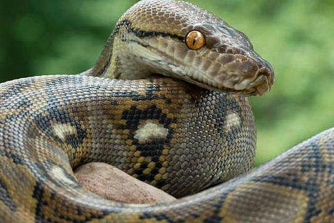 വയറ്റിലാക്കിയത് രണ്ട് ആട്ടിൻ കുട്ടികളെ; പിന്നെ വിശ്രമം; കൂടു തുറക്കാനെത്തിയ വീട്ടുകാർ ഞെട്ടി!