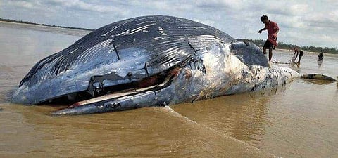 36 അടി നീളം; ഭീമാകാരന്‍ തിമിംഗലം കരയ്ക്കടിഞ്ഞു