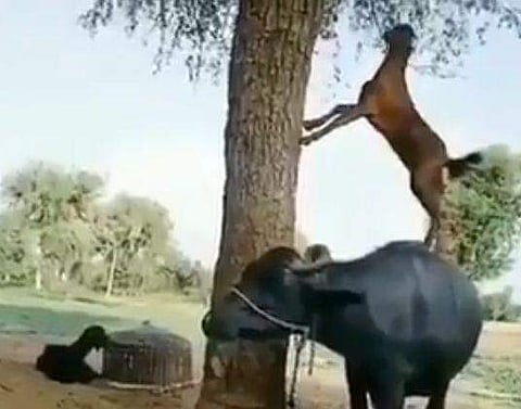 ആട് ഒരു 'സ്മാർട്ട്' ജീവിയാണ്; വീഡിയോ വൈറൽ