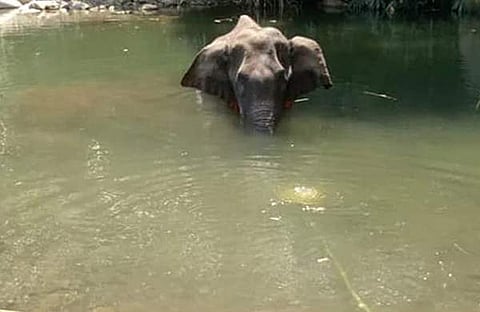 ആന പടക്കം കടിച്ചത് അബദ്ധത്തില്‍, അന്വേഷണം പക്ഷപാതമില്ലാതെ; ഊഹാപോഹങ്ങള്‍ പ്രചരിപ്പിക്കരുതെന്ന് കേന്ദ്ര സര്‍ക്കാര്‍