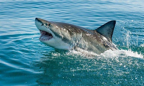 സർഫിങ്ങിനിടെ സ്രാവ് ആക്രമിച്ചു, ഇടതുകാൽ നഷ്ടപ്പെട്ട അമ്പതുകാരന് ദാരുണാന്ത്യം 