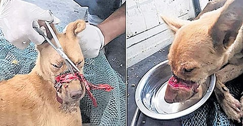 വായ തുറക്കാനാകാത്ത വിധം മുഖത്ത് ഇൻസുലേഷൻ ടേപ്പ് വരിഞ്ഞുകെട്ടി ; വെള്ളംപോലും കുടിക്കാനാകാതെ നായ അലഞ്ഞത് രണ്ടാഴ്ചയോളം ; മിണ്ടാപ്രാണിയോട് കൊടുംക്രൂരത