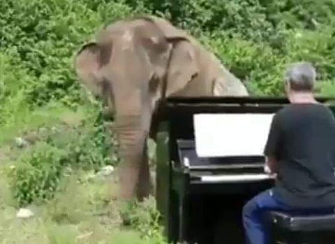 'ഈ ആനയ്ക്ക് കണ്ണ് കാണില്ല, പക്ഷേ അതിന്റെ ഹൃദയത്തിലെ സംഗീതത്തിന് അന്ധതയില്ല'- ശ്രദ്ധേയ വീഡിയോ