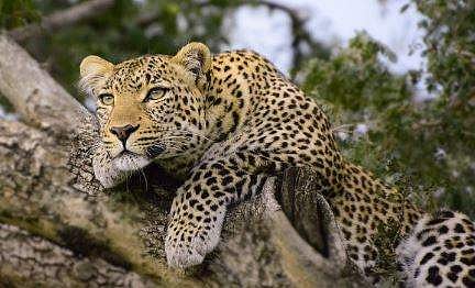 വയനാട് കെണിയിൽ കുടുങ്ങിയ പുലി രക്ഷപ്പെട്ടു; ജാ​ഗ്രതാ നിർദ്ദേശം