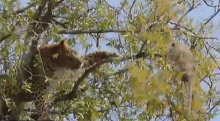 'അതങ്ങ് കൈയിൽ വച്ചാ മതി'- കുട്ടിക്കുരങ്ങന്റെ മുന്നിൽ ഇളിഭ്യനായി പുലിയുടെ മടക്കം; വീഡിയോ വൈറൽ