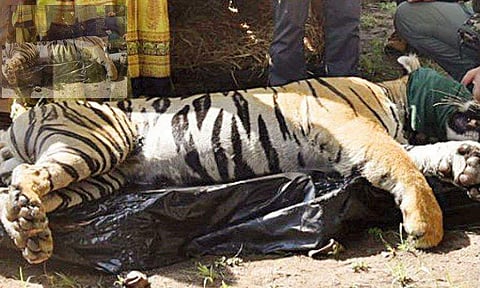 സ്വതന്ത്ര വിഹാരത്തിനിടെ കൊന്നത് മൂന്ന് മനുഷ്യരെ; ഒടുവിൽ നരഭോജി കടുവയെ പിടികൂടി മൃ​ഗശാലയിലേക്ക് മാറ്റി