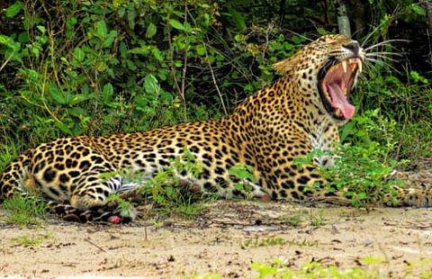 കനാൽ കരയിൽ പാട്ട് കേട്ടിരിക്കവെ പുലിയുടെ ആക്രമണം; കാട്ടിലേക്ക് വലിച്ചിഴച്ചു; എട്ടാം ക്ലാസുകാരിക്ക് ദാരുണാന്ത്യം