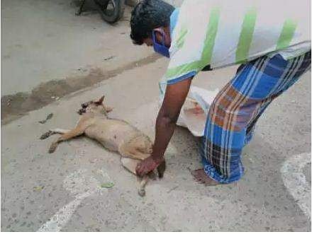 മാംസത്തില്‍ സ്‌ഫോടകവസ്തു നിറച്ചുനല്‍കി കുറുക്കനെ കൊന്നു; നാടോടികള്‍ പിടിയില്‍