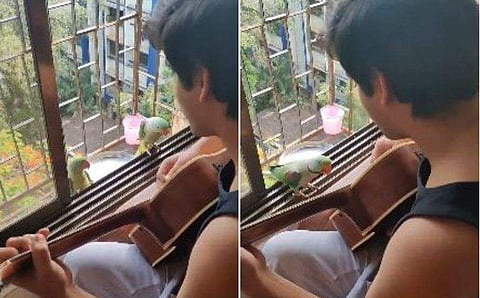 ഗിറ്റാറില്‍ മധുര സംഗീതം; പറന്നെത്തി ജനലരികിലിരുന്ന് ആസ്വദിച്ചും ഒപ്പം പാടിയും രണ്ട് തത്തകള്‍! വീഡിയോ വൈറല്‍