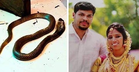 ഉത്രയെ കടിച്ചത് സൂരജ് ടിന്നിലാക്കി കൊണ്ടുവന്ന മൂർഖൻ പാമ്പുതന്നെ ; ഡിഎൻഎ പരിശോധനയിൽ തെളിഞ്ഞു