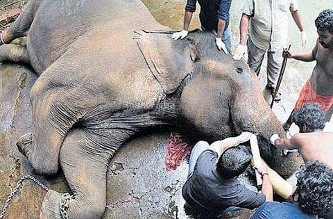 18.1 കിലോ തൂക്കമുളള കൊമ്പ് അടര്‍ന്നു വീണു, പകരം ഫൈബര്‍ കൊമ്പ്; ഇനിയും 'പ്രസാദ്' തലയെടുപ്പോടെ നില്‍ക്കും