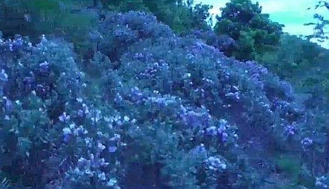 കാലംതെറ്റി പശ്ചിമഘട്ട മലനിരകളില്‍ നീലക്കുറിഞ്ഞി വസന്തം; ഇടുക്കിയില്‍ പൂക്കാലം 