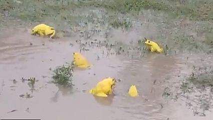 മഞ്ഞ തവളകള്‍ വെളളത്തില്‍ തുളളിച്ചാടുന്നു, കൊറോണയുടെ അനന്തരഫലമെന്ന് പ്രചാരണം; വസ്തുത (വീഡിയോ) 