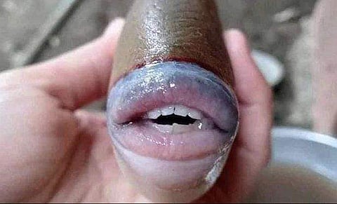 മനുഷ്യന്റേതിന് സമാനമായ ചുണ്ടും പല്ലുകളും, കടലില്‍ ആക്രമണകാരി; മത്സ്യത്തിന്റെ ചിത്രങ്ങള്‍ വൈറല്‍