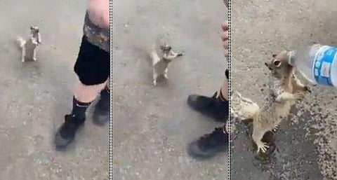 'സാറേ, കുറച്ച് തരാമോ'- വെള്ളം ചോദിച്ചു വാങ്ങി കുടിക്കുന്ന അണ്ണാൻ (വീഡിയോ)