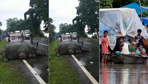 ദേശീയപാതയില്‍ അനങ്ങാന്‍ പോലും കഴിയാതെ ഭീമന്‍ കാണ്ടാമൃഗം, വെള്ളപ്പൊക്കത്തില്‍ ചത്തൊടുങ്ങിയത് തൊണ്ണൂറോളം കാട്ടുമൃഗങ്ങള്‍; പ്രളയക്കെടുതിയില്‍ അസം 