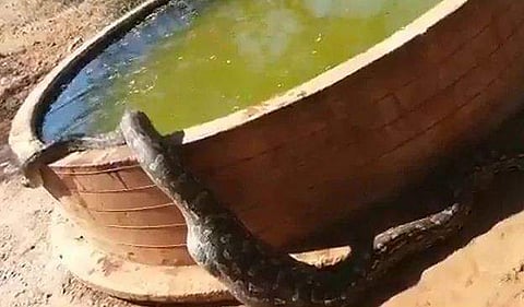 വയര്‍ ഫുള്‍, ശരീരം തണുപ്പിക്കാനായി വാട്ടര്‍ ടബ്ബിലേക്ക് പെരുമ്പാമ്പ് ( വീഡിയോ)