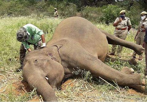 തലച്ചോറിൽ വെടിയുണ്ടയുടെ ചീളുകൾ; മേട്ടുപ്പാളയത്ത് കാട്ടാന ചരിഞ്ഞ നിലയിൽ