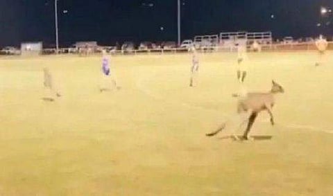 കം​ഗാരുക്കൾക്ക് എന്താ ഈ ​ഗ്രൗണ്ടിൽ കാര്യം! (വീഡിയോ)