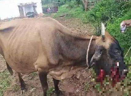 പന്നിപ്പടക്കം കടിച്ച പശു ചത്തു, വായ് തകര്‍ന്നു; പാലക്കാട് ആന ചരിഞ്ഞതിന് സമാനം