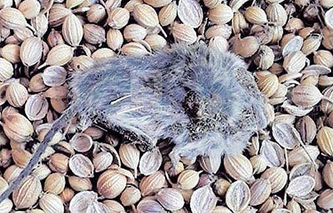 സപ്ലൈക്കോയിൽ നിന്ന് വാങ്ങിയ മല്ലി പാക്കറ്റിൽ ചത്ത എലി