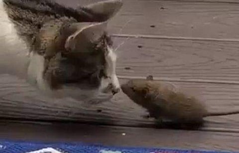 പൂച്ചയുടെയും എലിയുടെയും സ്‌നേഹപ്രകടനം; അപൂര്‍വ്വ വീഡിയോ