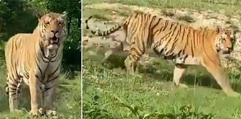 ഇവനാണ് ആ കടുവ; പ്രൗഢിയിൽ നടന്നു വരുന്ന 'മോയാർ രാജാവ്' (വീഡിയോ വൈറൽ)