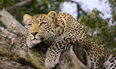 തെന്മലയിൽ വീണ്ടും പുലി ഇറങ്ങി; ഇത്തവണ കുഞ്ഞുങ്ങളും ഒപ്പം കൂടി