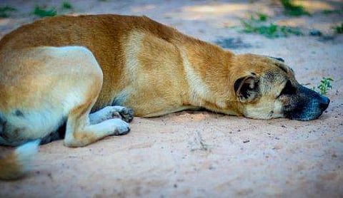 പെണ്‍ പട്ടിയെ പ്രകൃതിവിരുദ്ധമായി പീഡിപ്പിച്ചു; യുവാവ് അറസ്റ്റില്‍
