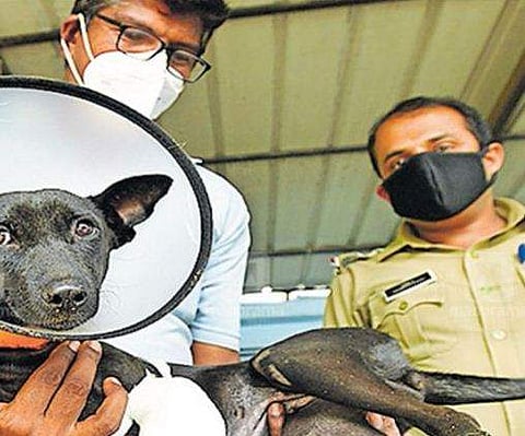 അപകടത്തിൽ മുൻ കാൽ ഒടിഞ്ഞു, ഗുരുതരമായി പൊളളലേറ്റു; കിച്ചു ഇനി 'ക്വാറന്റൈനിൽ'