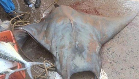 വലയില്‍ കുടുങ്ങിയത് ആപൂര്‍വ മത്സ്യം; 800 കിലോ, വില 20 ലക്ഷം!