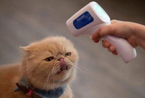 വളർത്തു പൂച്ചയ്ക്ക് കോവിഡ്; പകർന്നത് ഉടമയിൽ നിന്ന്