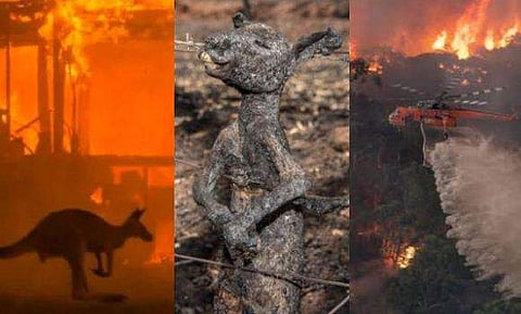 ഓസ്‌ട്രേലിയയിലെ കാട്ടുതീ; ചത്തൊടുങ്ങിയത് 300 കോടി മൃഗങ്ങള്‍ 