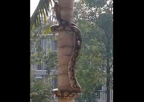 പനയില്‍ കയറുന്ന പെരുമ്പാമ്പ്, മരത്തെ ചുറ്റിവളഞ്ഞ് വളയം തീര്‍ക്കല്‍; മുകളിലേക്ക് കുതിപ്പ് (അമ്പരപ്പിക്കുന്ന വീഡിയോ)