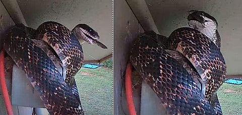 കൂട്ടിൽ ഇഴഞ്ഞെത്തി ഭീമാകാരൻ പാമ്പ്; ഞൊടിയിടയിൽ പക്ഷിക്കുഞ്ഞുങ്ങളെ അകത്താക്കി; നടുക്കുന്ന വീഡിയോ