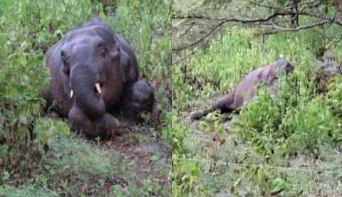 വായ പുഴുവരിച്ച നിലയിൽ കണ്ടെത്തിയ കുട്ടിക്കൊമ്പൻ ചരിഞ്ഞു; അന്വേഷണം പ്രഖ്യാപിച്ച് വനംവകുപ്പ്