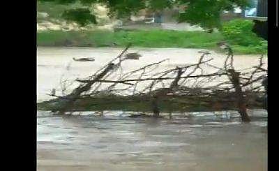 വെളളപ്പൊക്കത്തില്‍ കന്നുകാലികള്‍ ഒലിച്ചുപോകുന്നു; ദാരുണ ദൃശ്യം 