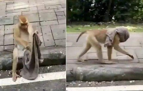 കുരങ്ങച്ചനും മാസ്‌ക് മുഖ്യം, തുണിക്കഷ്ണം മുഖാവരണമാക്കിയത് ഞൊടിയിടയില്‍; വിഡിയോ വൈറല്‍ 