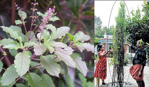 340 സെന്റീമീറ്ററോളം ഉയരമുള്ള തുളസിച്ചെടി; ​​ഗിന്നസ് റെക്കോർഡിനേക്കാൾ വലുത്! 