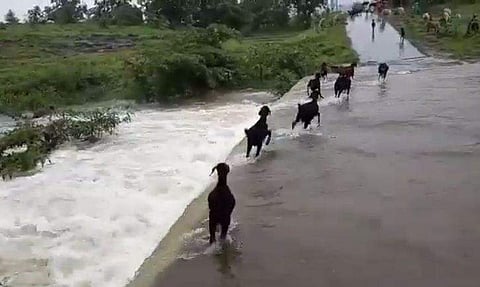 കുത്തിയൊഴുകുന്ന പുഴയില്‍ ആടുകള്‍ ഒലിച്ചുപോയി, പിന്നാലെ ഓടിയെത്തി നാട്ടുകാര്‍ (വീഡിയോ)