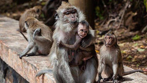 തൊഴിലുറപ്പ് പദ്ധതിയില്‍ നിന്ന് സമ്പാദിച്ച് വയോധിക സ്വര്‍ണാഭരണങ്ങള്‍ വാങ്ങി; മാല മോഷ്ടിച്ച് 'വാനരസേന'