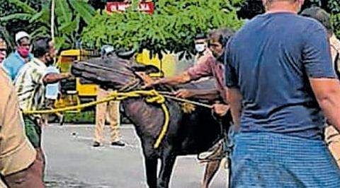 കുത്തൊഴുക്കുളള പുഴയിലേക്ക് ചാടി, പാലത്തിന്റെ തൂണില്‍ ഇടിച്ചുനിന്നു, അനുനയിപ്പിക്കാന്‍ മറ്റൊരു 'പോത്ത്'; കരയില്‍ എത്തിച്ചത് ഇങ്ങനെ
