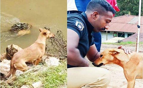 പൊലീസുകാരന്റെ സ്നേഹത്തിന് മുന്നിൽ കുവി കീഴടങ്ങി; പെട്ടിമുടിയിൽ നിന്ന് അവളെ വീട്ടിലേക്ക് കൂട്ടാൻ അജിത് മാധവൻ