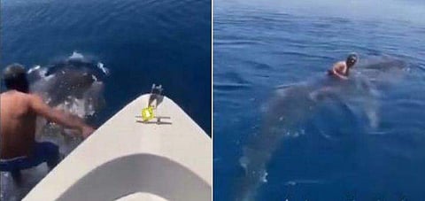 കൊലയാളി സ്രാവിന്റെ പുറത്ത് കയറി കടലിലൂടെ 'കൂളായി' സഞ്ചരിക്കുന്ന മനുഷ്യന്‍! അമ്പരപ്പിക്കുന്ന വീഡിയോ