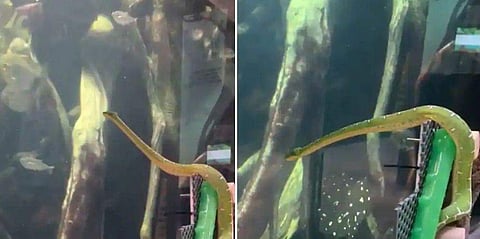 അക്വേറിയത്തില്‍ മത്സ്യങ്ങള്‍, ഓരോ ചലനത്തോടൊപ്പവും തല നീട്ടി മലമ്പാമ്പ് (വീഡിയോ) 