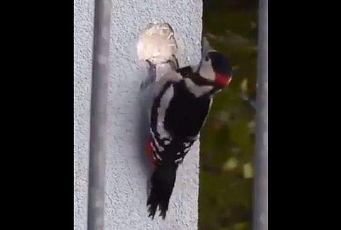 കക്ഷി അൽപ്പം 'പരിഷ്കാരി'യാണ്; മരത്തിൽ മാത്രമല്ല പിടി, കോൺക്രീറ്റിലുമുണ്ട് (വീഡിയോ)