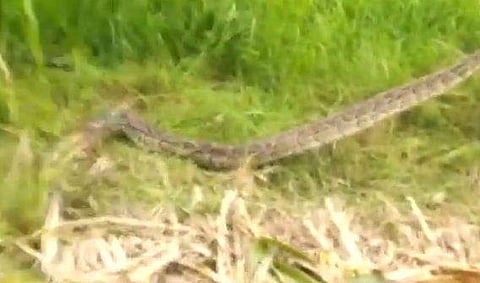 കൃഷിയിടത്തില്‍ രണ്ട് പെരുമ്പാമ്പുകള്‍, പിടികൂടി വനംവകുപ്പ് ഉദ്യോഗസ്ഥര്‍ (വീഡിയോ)