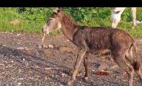 പുല്ല്‌ തിന്നുന്നതിനിടെ വായില്‍ കുടുങ്ങി വിഷ പാമ്പ്, കഴുത കടിച്ചു കുടഞ്ഞു, ചവച്ചരച്ചു; വായില്‍ വച്ച് വിഷം ചീറ്റി, പിന്നെ സംഭവിച്ചത്...(വീഡിയോ)