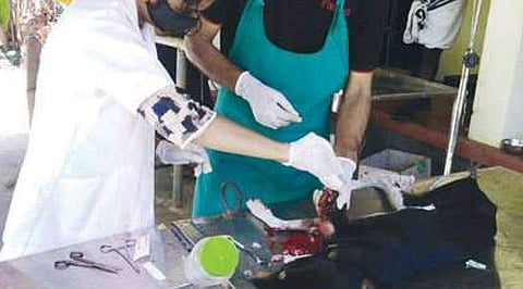 വെട്ടേറ്റ് അറ്റുപോയ മുന്‍കാലുകള്‍, വേദനയോടെ ചുറ്റിത്തിരിഞ്ഞ് തെരുവുനായ; രക്ഷകനായി സജീവ് കുമാര്‍, അടിയന്തര ശസ്ത്രക്രിയ