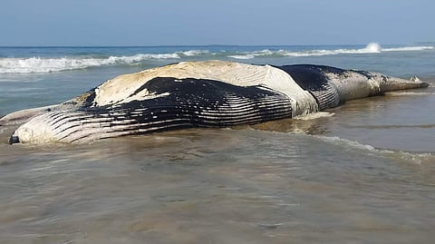 പടുകൂറ്റന്‍ സ്രാവ് കരയില്‍; അമ്പരന്ന് നാട്ടുകാര്‍
